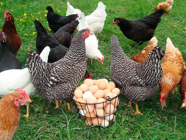 Содержание кур и уход за ними | ЗооТом - продажа, вязка и услуги для животных в Лузе