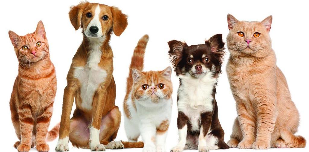 Доска объявлений о животных | ЗооТом - продажа, вязка и услуги для животных в Лузе