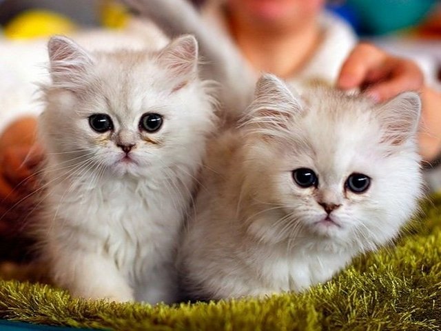 Породы кошек в Лузе | ЗооТом портал о животных