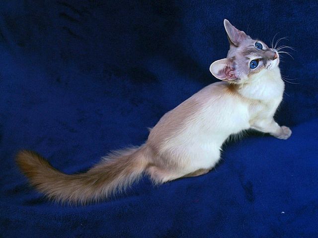 Выведенные породы кошек в Лузе | ЗооТом портал о животных