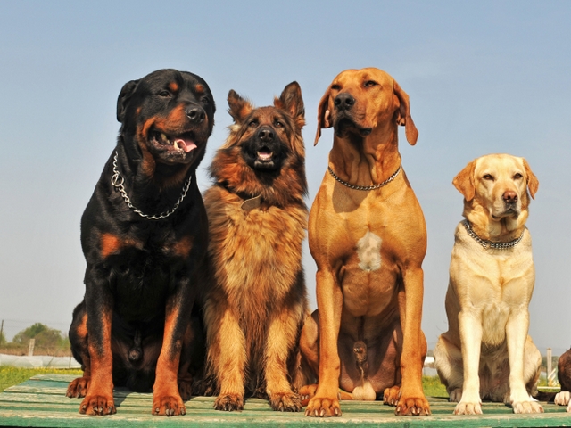 Крупные породы собак в Лузе | ЗооТом портал о животных